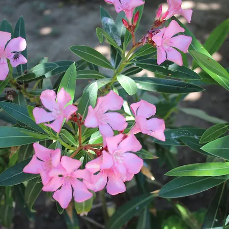 Helvacioglu Butik * Bozcaada