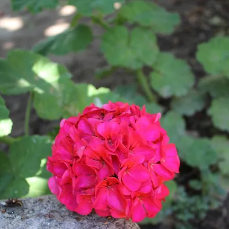 酒店 Helvacioglu Butik *