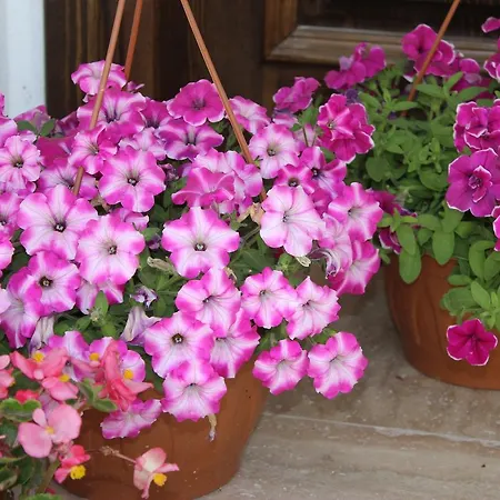 Helvacioglu Butik 博兹贾阿达岛