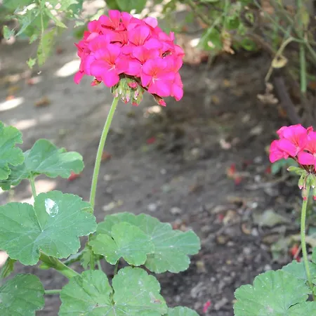 Helvacioglu Butik 酒店