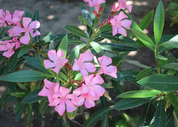 Helvacioglu Butik * Bozcaada