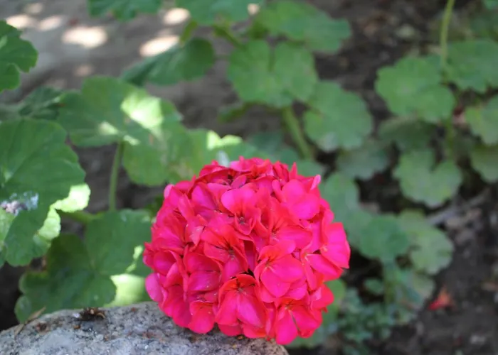 Hotel Helvacioglu Butik *