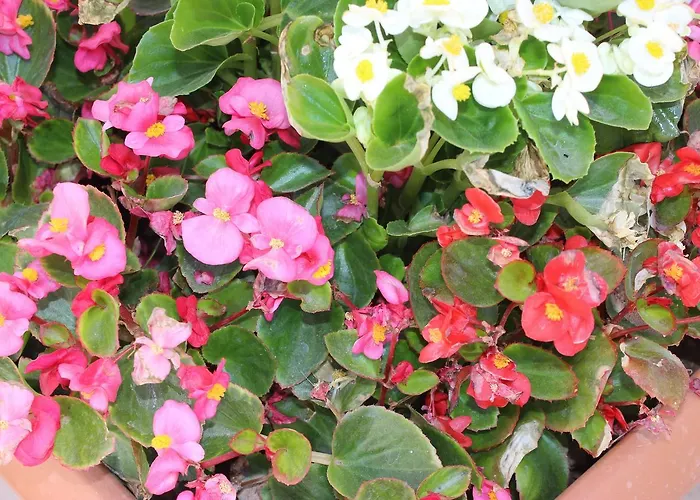 Helvacioglu Butik * Bozcaada