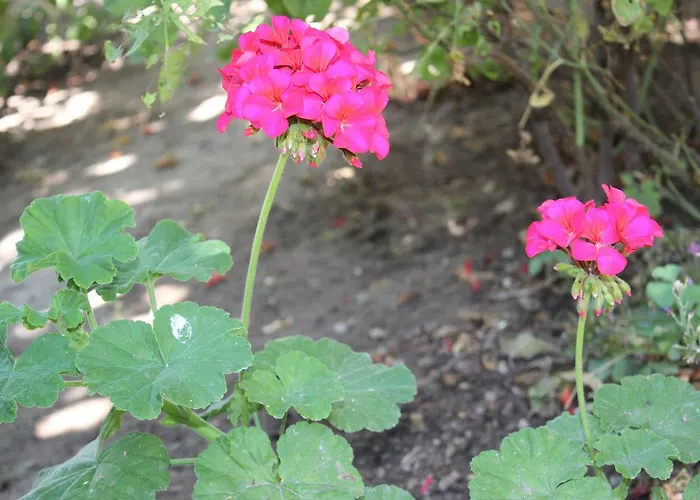 Helvacioglu Butik Hotel